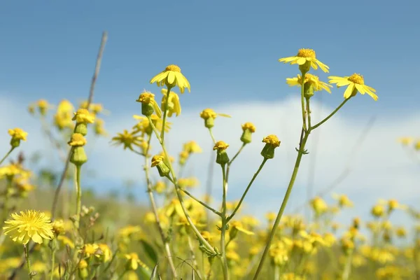 Vackra Blommor Xer Ängen Solig Dag — Stockfoto