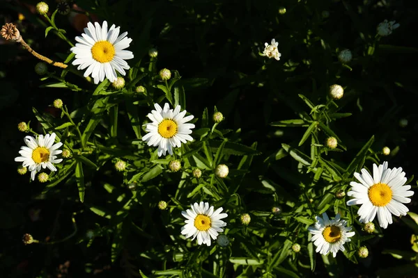 Красиві Квіти Ромашки Ростуть Саду Сонячний День Вид Зверху — стокове фото