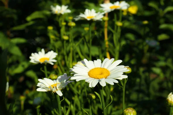 Красиві Квіти Ромашки Ростуть Саду Сонячний День Крупним Планом — стокове фото