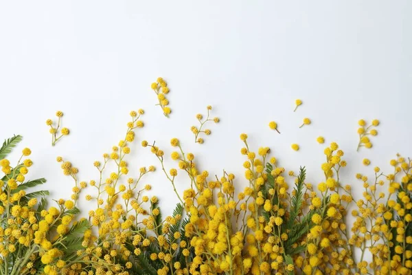 Vacker Mimosa Blommor Vit Bakgrund Ovanifrån — Stockfoto