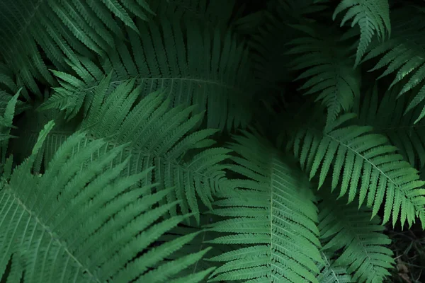 Beautiful Fern Lush Green Leaves Growing Outdoors Closeup — Stockfoto