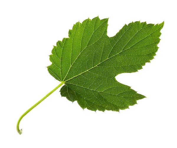 Fresh Green Hop Leaf Isolated White — Stock Photo, Image