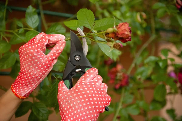 Kobieta Rękawiczkach Ogrodniczych Przycinająca Krzew Róży Sekatorami Zewnątrz Zbliżenie — Zdjęcie stockowe