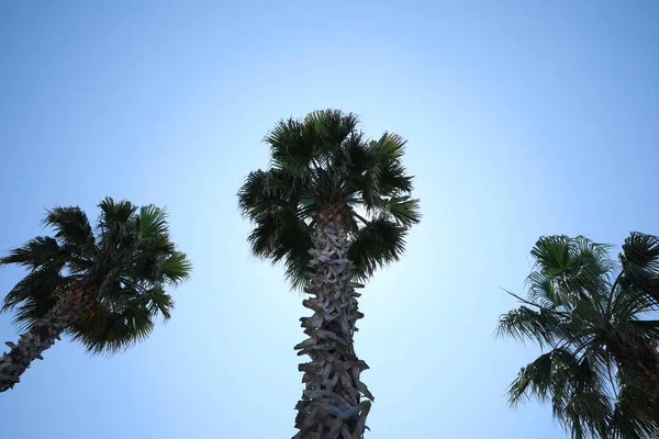 Beautiful Palm Trees Green Leaves Blue Sky Low Angle View — Φωτογραφία Αρχείου