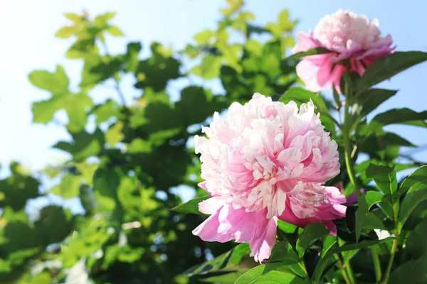 정원에 분홍색 꽃들이 클로즈업 원문을 — 스톡 사진