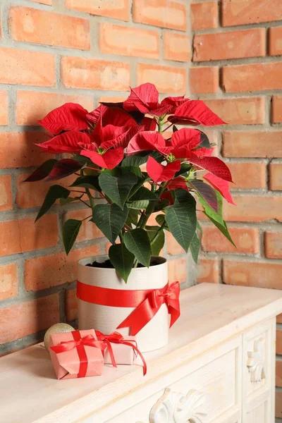 Gyönyörű Poinsettia Hagyományos Karácsonyi Virág Ajándékok Fiókok Közelében Téglafal — Stock Fotó