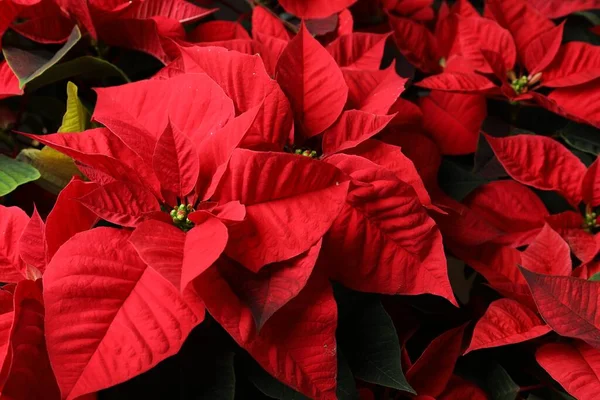 Red Poinsettia Como Fondo Primer Plano Navidad Flor Tradicional — Foto de Stock