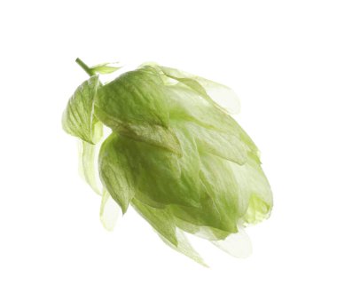 Fresh green hop flower isolated on white