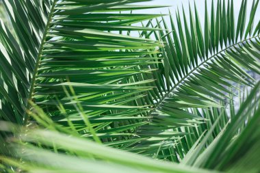 Beautiful green tropical leaves against blue sky, closeup