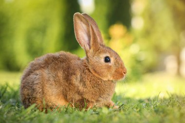 Açık havada yeşil çimenlerin üzerinde şirin tüylü tavşan