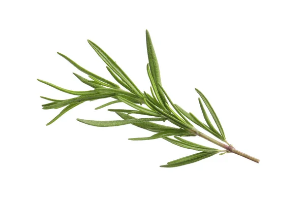 Aromatic Rosemary Sprig Isolated White Fresh Herb — Stock fotografie