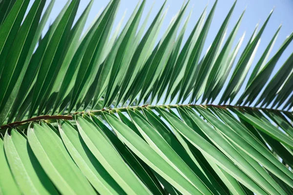 Beautiful Green Tropical Leaf Blue Sky Closeup — Stockfoto