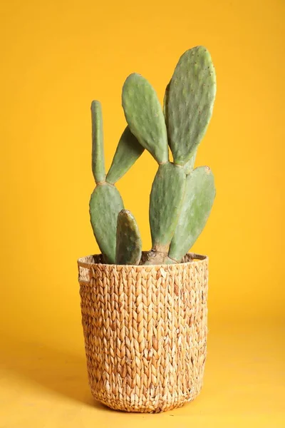 Krásný Kaktus Žlutém Pozadí Tropická Rostlina — Stock fotografie