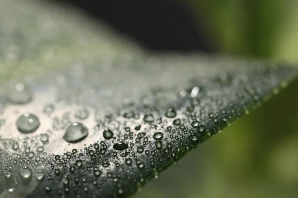 Closeup View Beautiful Green Leaf Dew Drops — Stock Photo, Image