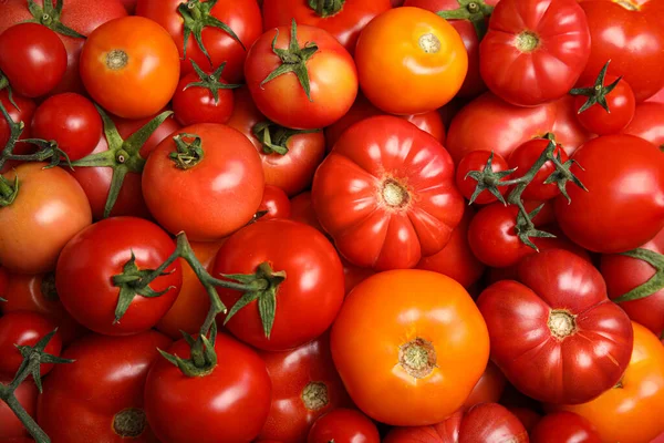 Viele Verschiedene Reife Tomaten Als Hintergrund Draufsicht — Stockfoto