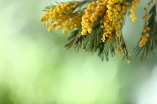 Vackra Ljusa Mimosa Blommor Suddig Bakgrund Närbild Plats För Text — Stockfoto