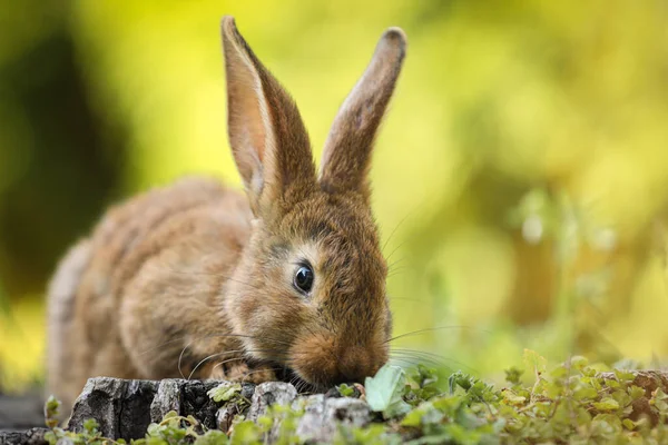 Lindo Conejo Esponjoso Tocón Árbol Entre Hierba Verde Aire Libre — Foto de Stock