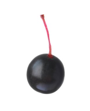 Bir siyah mürver (Sambucus) beyaz üzerine izole edilmiş