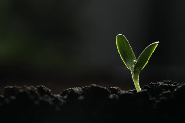 Toprakta yetişen genç sebze filizleri karanlık arka planda, metin için alan