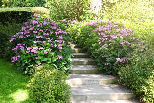 Pathway Beautiful Hydrangea Shrubs Violet Flowers Outdoors — Stock Photo, Image