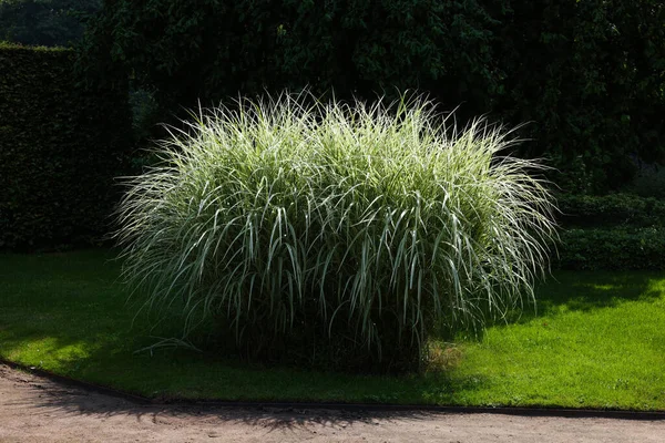 Beautiful Perennial Miscanthus Plant Growing Garden — Stock Photo, Image