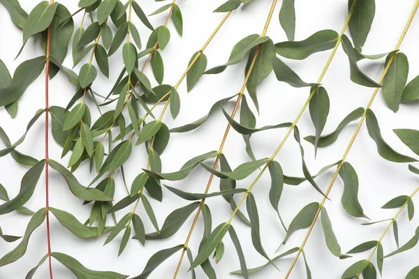 Eucalyptus branches with fresh leaves on white background, top view