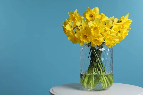Beautiful daffodils in vase on white table against light blue background, space for text
