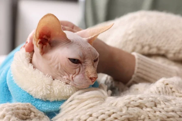 Vrouw Strelen Schattig Sphynx Kat Zachte Deken Thuis Close Heerlijk — Stockfoto