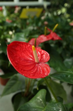 Seradaki güzel kırmızı anthurium bitkisi, yakın plan.