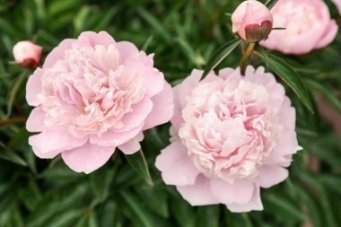 Bahçede güzel açan pembe şakayık çiçekleri, yakın plan.