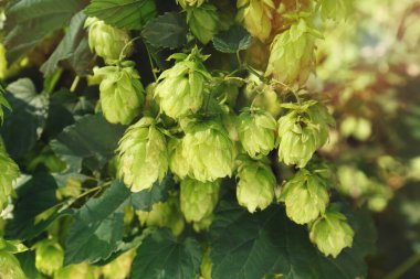 Açık havada taze yeşil zıpzıp yetişiyor, yakın plan.