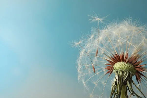 Schöne Löwenzahnblume Auf Hellblauem Hintergrund Nahaufnahme Raum Für Text — Stockfoto