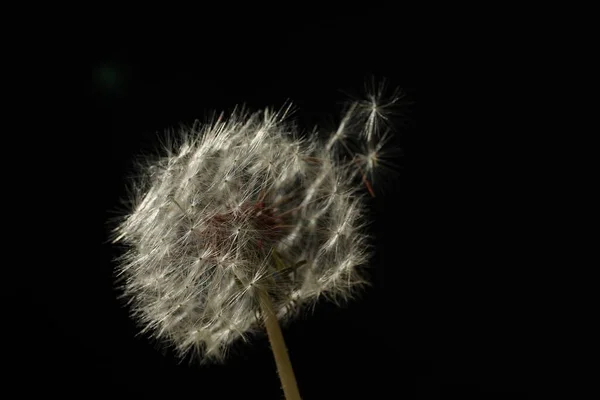 Mooie Pluizige Paardebloem Zwarte Achtergrond Close — Stockfoto