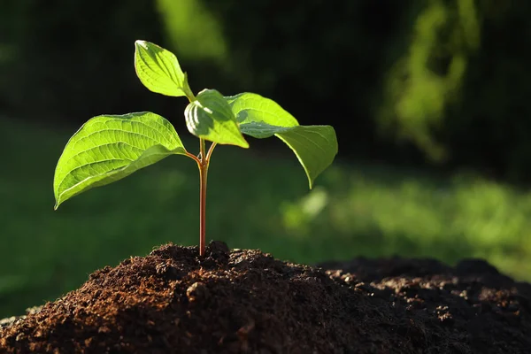 Beautiful Green Seedling Soil Outdoors Closeup Space Text Planting Tree — 스톡 사진