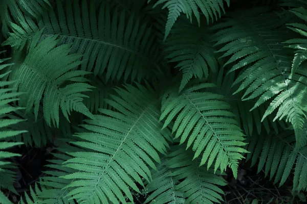 Beautiful Fern Lush Green Leaves Growing Outdoors Closeup — стоковое фото