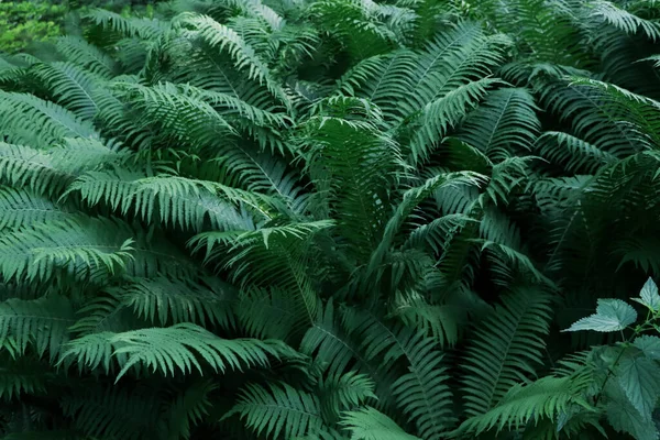 Krásná Kapradina Svěžím Zeleným Listím Rostoucí Venku — Stock fotografie