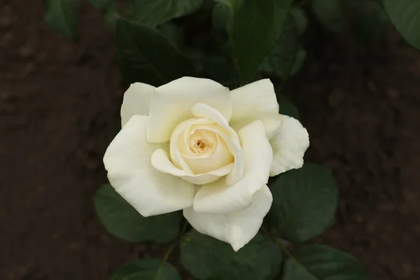 Hermosa Rosa Blanca Floreciente Aire Libre Vista Cerca — Foto de Stock