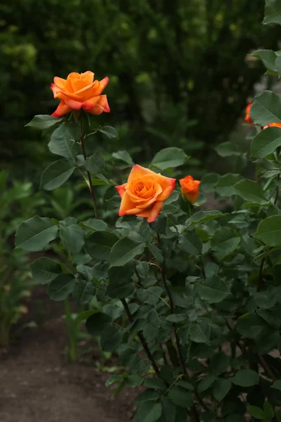 Красивий Квітучий Кущ Троянди Апельсиновими Квітами Відкритому Повітрі — стокове фото