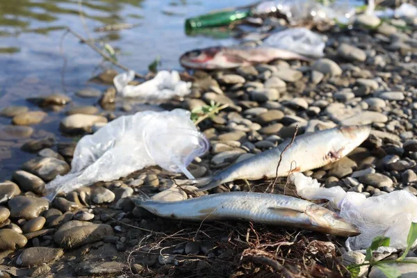 Dead fishes among trash near river. Environmental pollution concept