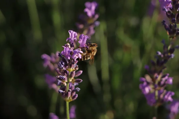 Detailní Pohled Krásnou Levandule Včelami Poli Slunečného Dne — Stock fotografie
