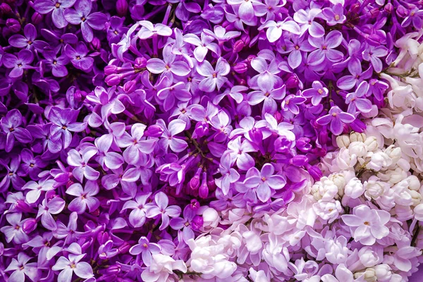 Vackra Blommande Syren Som Bakgrund Närbild Vårens Blommor — Stockfoto