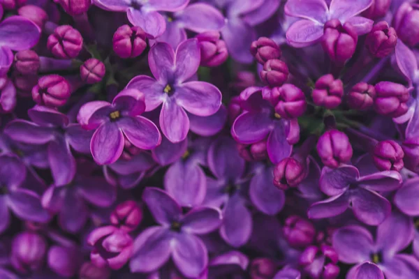 Närbild Bild Vackra Blommande Syren Som Bakgrund — Stockfoto