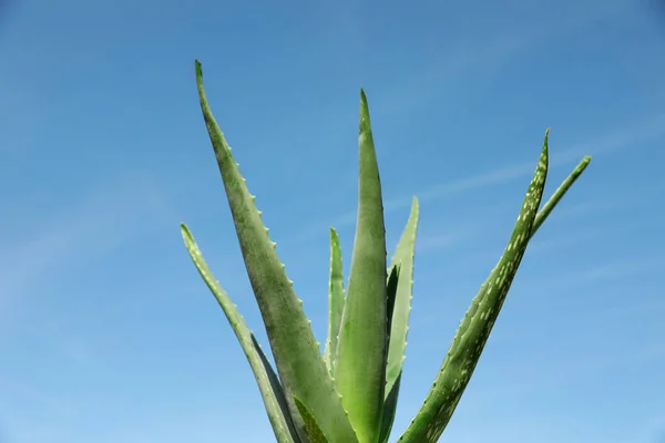 Hojas Aloe Vera Verde Contra Cielo Azul Primer Plano —  Fotos de Stock