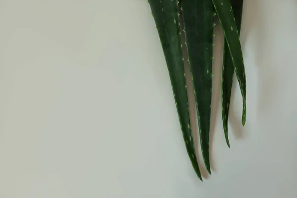 Verde Aloe Vera Folhas Fundo Claro Vista Superior Espaço Para — Fotografia de Stock