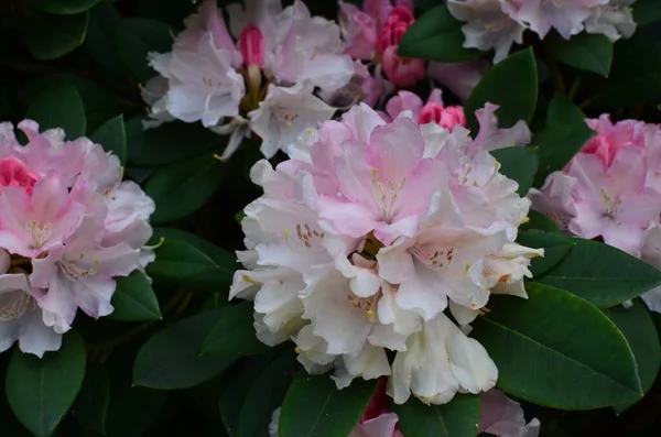 Blooming Rhododendron Plant Beautiful Flowers Outdoors Closeup — Stock Photo, Image