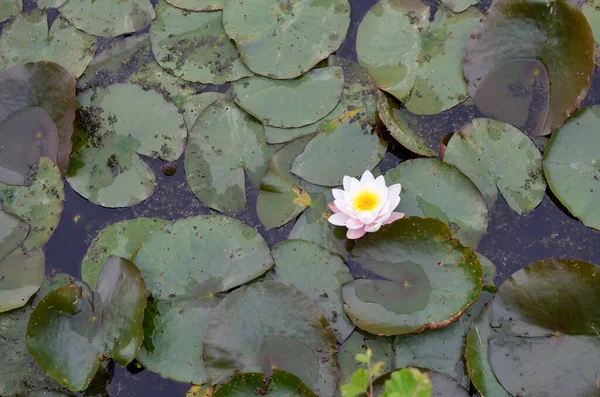 Piękny Kwiat Lilii Wodnej Liści Stawie Powyżej Widok — Zdjęcie stockowe
