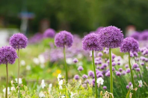 Hermosas Flores Cebolla Gigante Sobre Fondo Borroso Primer Plano — Foto de Stock