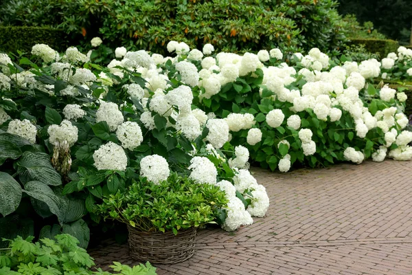 Gyönyörű Park Virágzó Hortenziákkal Kövezett Utakkal Tájtervezés — Stock Fotó