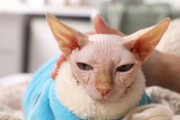 귀여운 스핑크스 고양이를 집에서 쓰다듬는 봉합하는 귀여운 — 스톡 사진