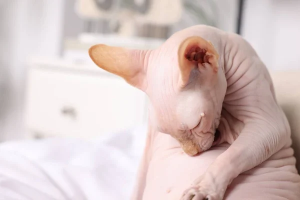 스러운 스핑크스 고양이 침대에서 텍스트를 공간으로 밀봉하고 있습니다 귀여운 — 스톡 사진